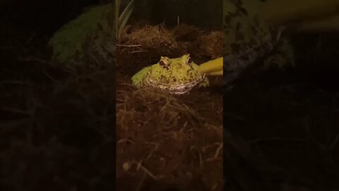 Mango the PacMan Frog eating mealworms.