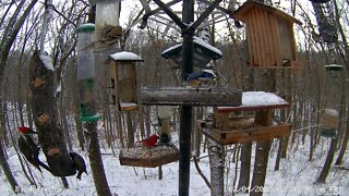 Pileated Woodpecker with black & brown feathers