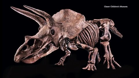 World record triceratops fossil coming to Tampa's Glazer Children's Museum