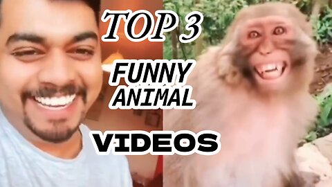 TOP 3 Viral Animal Funny Videos