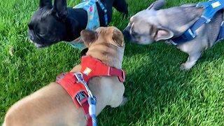 Frenchies Turbeau, Ladybug and Pualani Cruising the Park