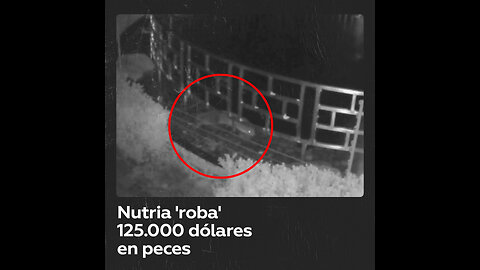 Una hambrienta nutria ‘roba’ cerca de 125.000 dólares en peces del estanque de un hotel