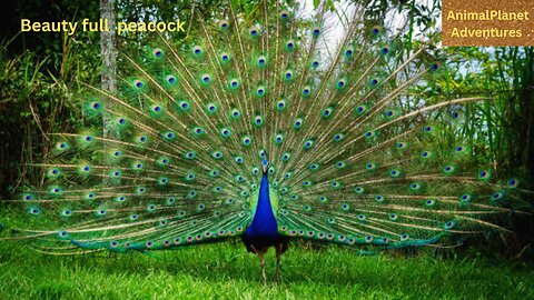 Beautiful Peacock In The World