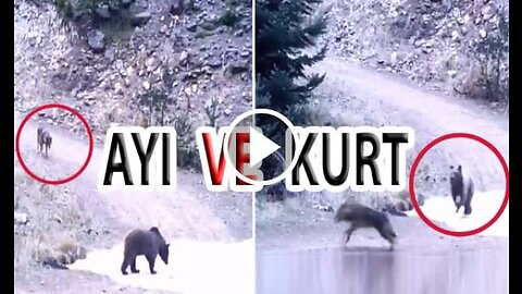 Wolf vs Bear