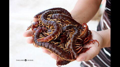 ASIAN BIZARRE CUISINE - GRILLED CENTIPEDES// EXOTIC FOOD !!!