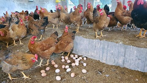 How to rase Chicken for egg. Poultry Farming Technology!