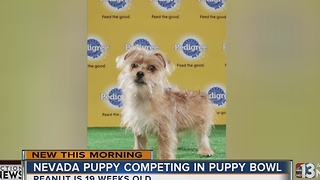 Puppy from Nevada will compete in Puppy Bowl