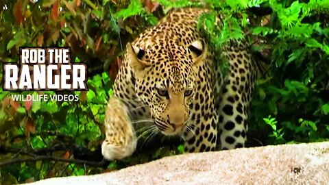 Young Male Leopard Chasing Lizards | Archive Big Cat Footage