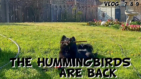 THE HUMMINGBIRDS ARE BACK - VLog 789
