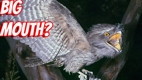 The Weird Tawny Frogmouths!