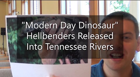 "Modern Day Dinosaur" Hellbenders Released Back Into Tennessee Rivers