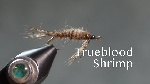 Trueblood Shrimp