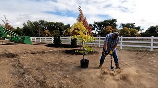 Plant ‘Em High, They Won’t Die! 😆 Planting More Trees on the New Property! 🌳🌲🌳