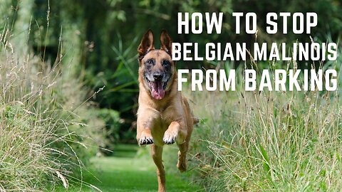 How to stop Belgian Malinois from barking