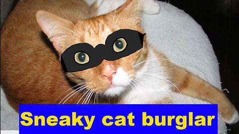Sneaky cat in action. Sneaky cat burglar.