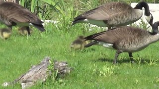 The most Canada Geese Goslings yet... May 20th, 2022