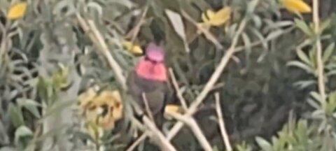 Amazing Hummingbird Footage