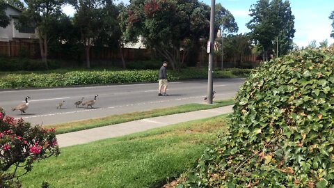 Food chain wrangler California