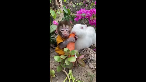 cute monkey and rabbit eat carrot with each other