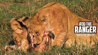 Lion Pride Finishing A Topi Meal | Maasai Mara Safari | Zebra Plains