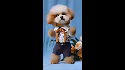 Cuteness Puppy Dance video