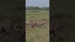 Wildlife Sightings Today 28/03/22 (Lions, Cheetah, etc) | Lalashe Maasai Mara | #shorts