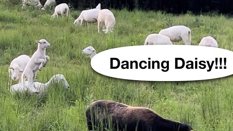 Dancing Daisy, plus fencing, hay baler repair, and moving the sheep