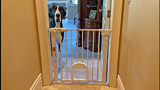 Funny Great Dane Complains Cat Has VIP Door In The Doggie Baby Gate