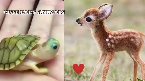 Aww-dorable Baby Animals: Heartwarming Compilation to Melt Your Heart! 🍼🐾