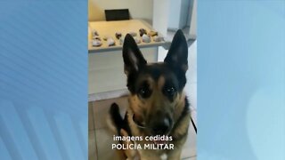 Apreensão em GV: Drogas encontradas às margens do Rio Doce com ajuda de Cães Farejadores.