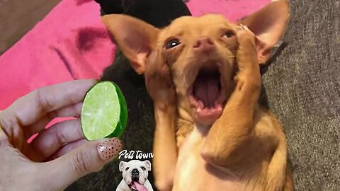 😂 Cats and Dogs funny foods reaction | Funniest Animals reactions compilation