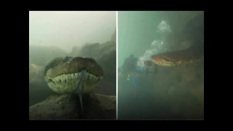 A Scuba Diver Comes Face To Face With A Giant Anaconda Paranormal News