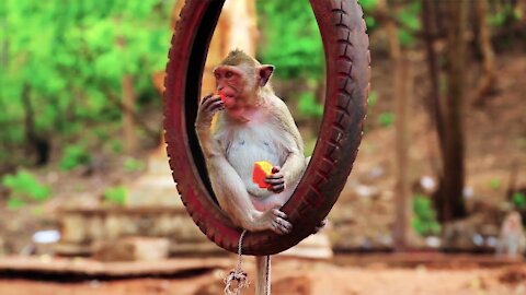 cutest monkey baby eating fruit very funny