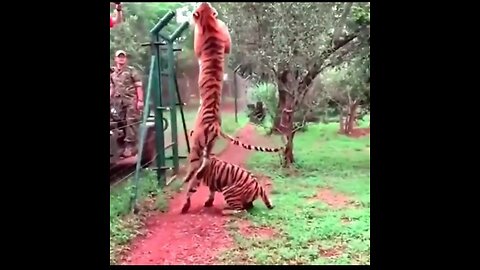 Tiger vs army long jump | tiger attack the man