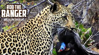 Leopard Plays With A Guinea-fowl | Archive Footage