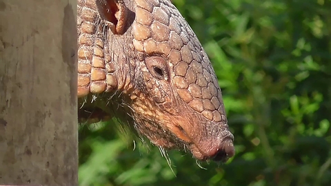 Armadillo - Who's The Daddy!