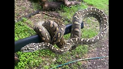 Australian House roof 5 metre long carpet snake