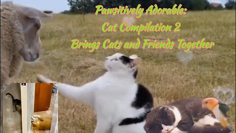 Pawsitively Adorable: Cat Compilation 2 Brings Cats and Friends Together