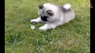 Cutest puppies compilation will brighten your day!