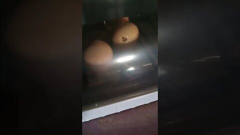 chick in the egg