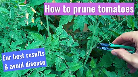 How to prune a Tomato plant for best results and avoid disease