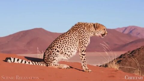 African Safari 4K view Scenic Wildlife Film With awesome Music