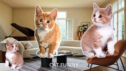 Cat funny video cat cete