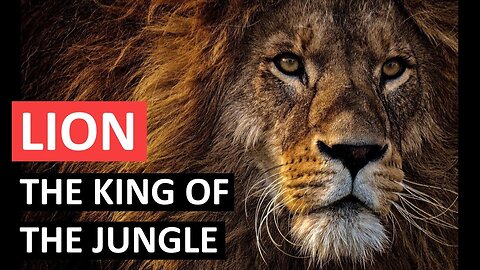 Interesting Facts About The Lion - The King Of The Jungle - Do They Really King Of The Jungle