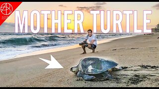 (REAL STORY) FIRST TIME SEEING A SEA TURTLE MOTHER LAYING EGGS