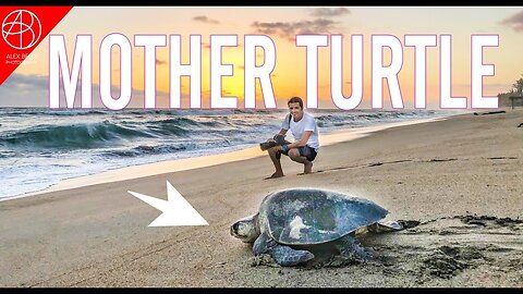 (REAL STORY) FIRST TIME SEEING A SEA TURTLE MOTHER LAYING EGGS