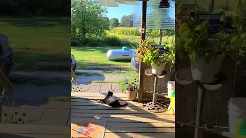 Hummingbirds 🪶 getting too close to Binx 🐈‍⬛