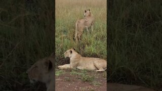 Wildlife Sightings Today 21/04/22 (Lions, Cheetah, etc) | Lalashe Maasai Mara | #shorts