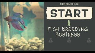 How To Start A Fish Breeding Business