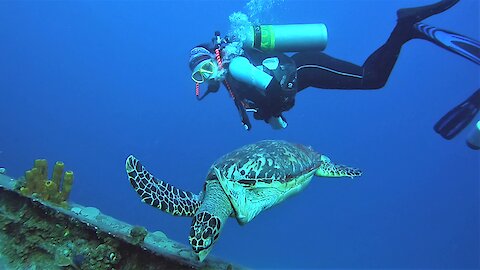 These scuba divers will help you fall in love with the underwater world